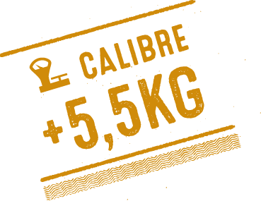 Calibre 5.5kg